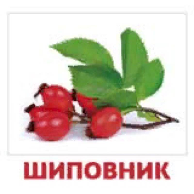 Комплект карточек 'Ягоды'