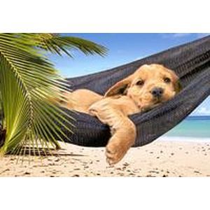 Puzzle-500.В-51144.Щенок в гамаке