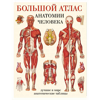 Большой атлас анатомии человека