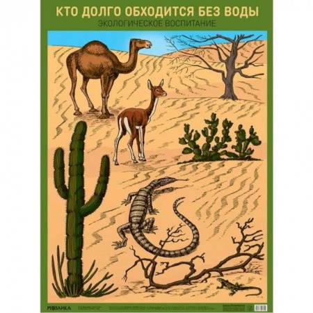 Животный и растительный мир, книга Кто долго обходится без воды. Экологическое воспитание. А2. купить по скидке